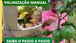 Maracujá veja como se faz o polinizador e como faz a polinização manual sem mistérios.