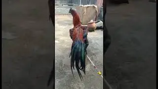 Black Fighter Aseel Murga🐔🐔shorts#ytshorts#Aseel