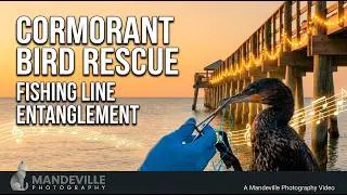 Stranded Bird Saved from Fishing Line Entanglement at La Contessa Pier in Redington Beach, Florida