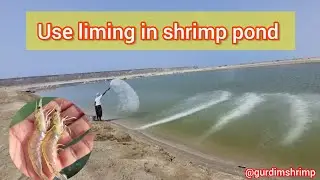 use liming in shrimp pond to improve water and soil quality