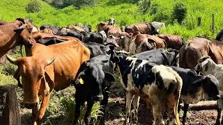 🐄Así se ven más de 60 cabezas de ganado juntas en un solo corral 😱🐄