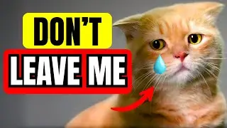 Leaving Your Cat Home Alone? Avoid These 8 Costly Errors!