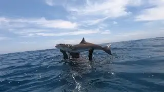 Goliath try&rsquo;s to eat cobia !