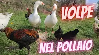 Volpe in diretta nel pollaio