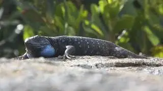 Lagarto tiz&oacute;n Gallotia Galloti 😱 lizard