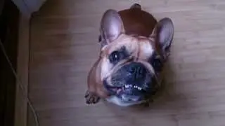 Как разговаривает Французский бульдог. How to talk French Bulldog.