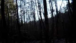 Bigfoot Research:  Claw Marks