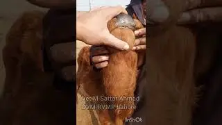 Submandibular Edema (Bottle Jaw) in Buffalo cow | Liver Fluke Causes, Signs & Treatment