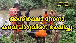 Cow Rescue | COW RESCUE #benjusjourney #motivation
