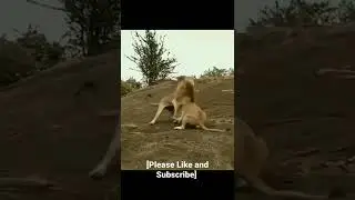 Vicious Male Lions Fight Over a Female