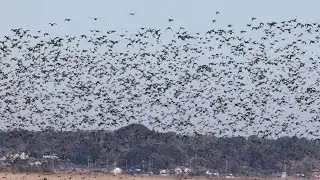 北印旛沼　トモエガモ他大群の乱舞　02/02
