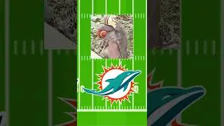 How AFC East teams got their name | #nfl #patriots #jets #bills #dolphins