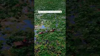World's only floating Lake #floatinglake #manipur #loktaklake #freshwaterlake #travelvlog #phumdis