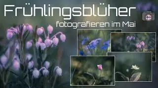 Makrofotografie - Frühlingsblüher - Fotografieren im Mai