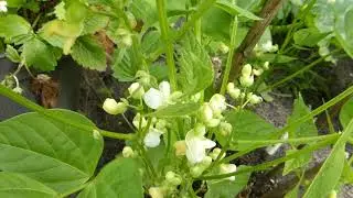 French Dwarf bean - Phaseolus vulgaris - Strengjabaunir - Matbaunir - Matjurtir