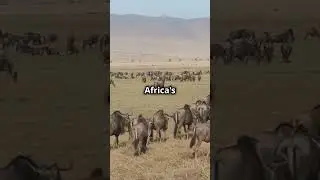 How Animals Travel Thousands of Miles Without a Map