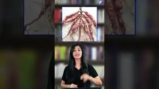 The 3S OF BOTANY | NEET 2023 Exam Preparation |  Pankhuri ma'am