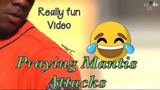 MLB \\ Praying Mantis Attacks