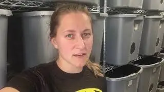 Raising Crickets: 5-Week Old Crickets
