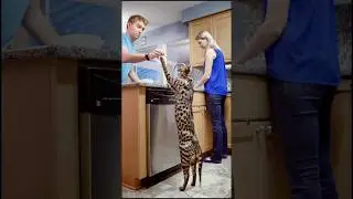 Talest cat of the world #facts #viral #trending #shortsfeed #shorts #short #cat #cats