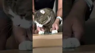 The greatest kitten drummer! 🥁⭐
