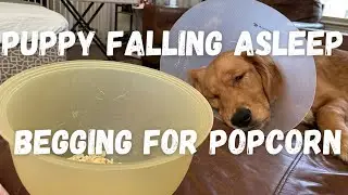 Puppy falling asleep begging for popcorn