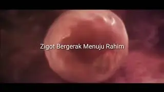 Proses Pembuahan Sel Telur oleh Sperma (Full sampai lahir)