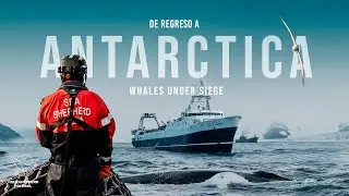 De Regreso a Antartica: Ballenas bajo amenaza