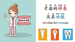 三年级科学：牙齿的种类及其功能（双语讲解Dwibahasa）Sains Tahun 3 SJKC