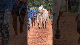 RR Bulls సామ్రాట్