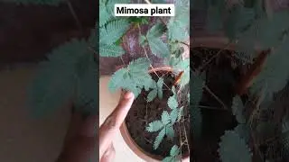 Plants respond to stimuli! #shortsfeed #science