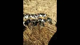 Last day duck hunt/2016 bluebills n buffle heads