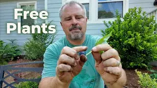 Multiply Your Garden - Propagation Secrets for Gardeners