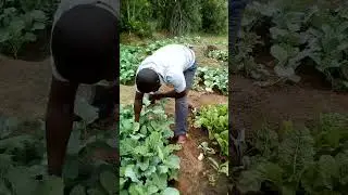 Harvesting my sukumawiki at my village farm