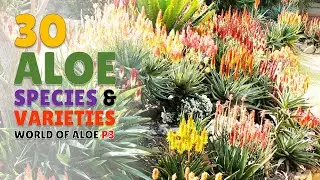 30 Aloe Species - World of Aloe Part 3