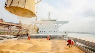 Transshipment of grain at the seaport. Export of Wheat, Corn, Barley, from Russia.