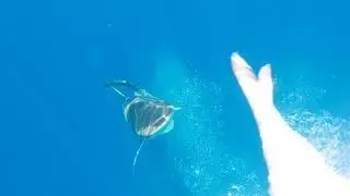 Shark following our fishing boat on Guana Cay, Abaco, The Bahamas