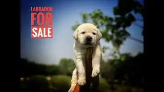 labrador puppy | labrador puppy price | labrador puppy for sale | labra puppy for sale | dog forsale