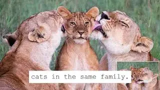 How Do Lions Differ From Household Cats: Explained