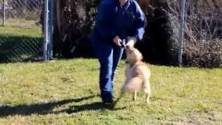 Preliminary Detection Dog Evaluation