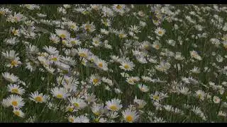 Margrietjes aan Lijssenthoek Military Cemetery (Canon EOS R5, 4K DCI HDR PQ, 100 fps)