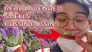 Aesthetic Lavender Farm in Cameron Highlands | Nature Escape 🌿💜