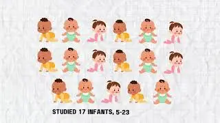 Retinotopic Organization of Visual Cortex in Human Infants by Nicole, Kate, Carson, and Claire