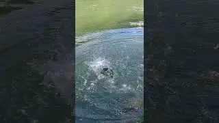 Large Rainbow trout from the Idrijca River #catchandrelease