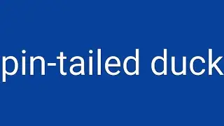 Pin-Tailed Duck Definition & Meaning