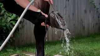 ¿Cómo limpiar los cascos?; y usar Hoof Blond de Husse