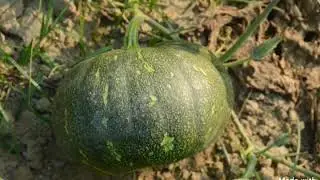 Agrico Seeds F1 Hybrid Pumpkin Sweetball and Blackball