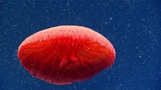 New Jellyfish Discovery / NOAA Ocean Exploration
