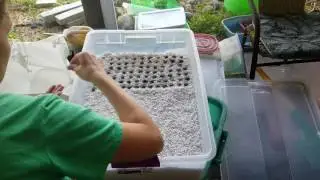 Germinating Corypha utan Seeds!