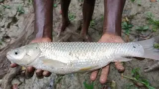 Unbelievable Cast Net Fishing - Catching Big Fish By Cast Net @amazonfishing